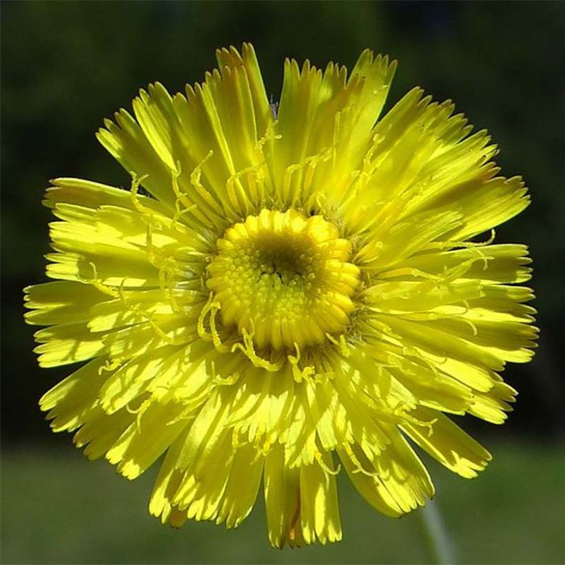 Hieracium pilosella - Epervière (Floraison)