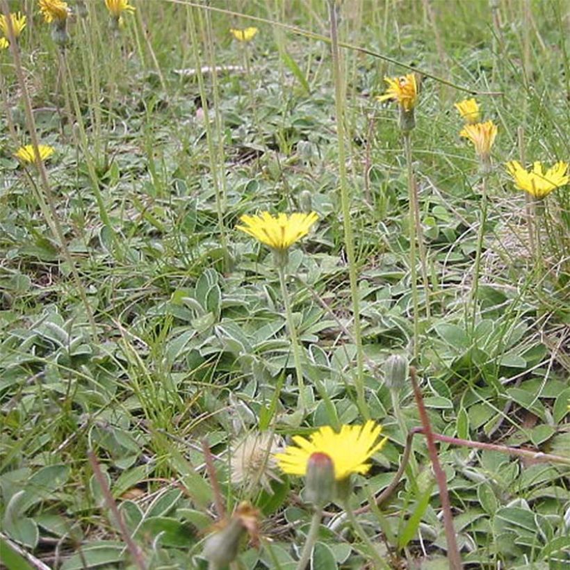 Hieracium pilosella - Epervière (Port)