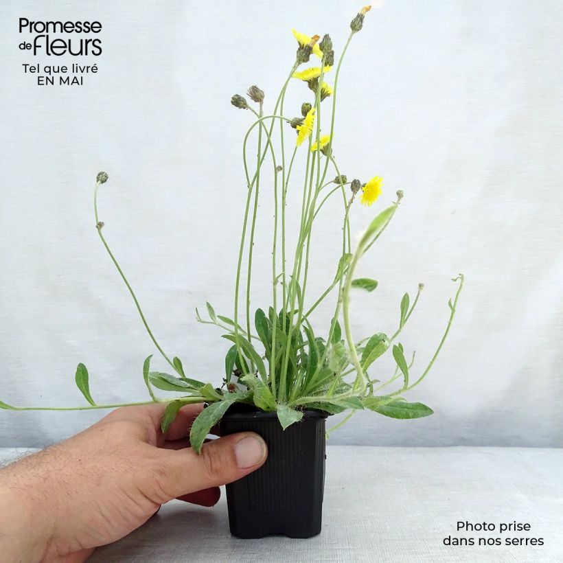 Spécimen de Hieracium pilosella - Epervière Godet de 8 cm tel que livré au printemps