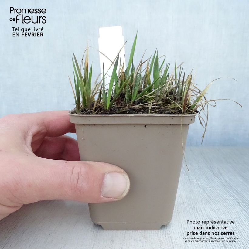 Spécimen de Hierochloe odorata - Herbe aux bisons Godet de 8/9 cm tel que livré en hiver