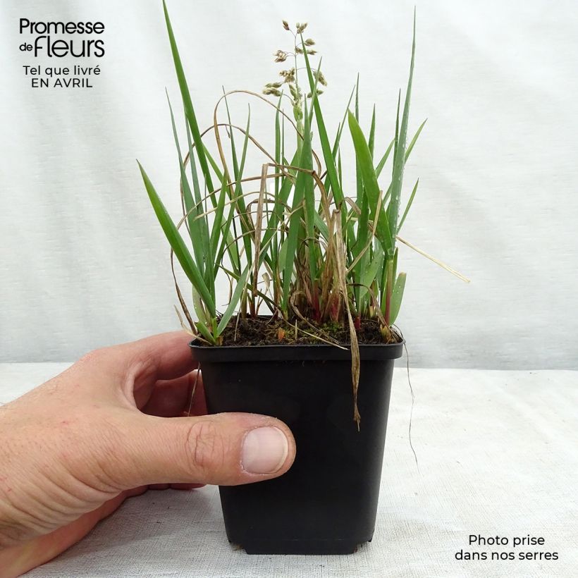 Spécimen de Hierochloe odorata - Herbe aux bisons Godet de 9cm tel que livré au printemps