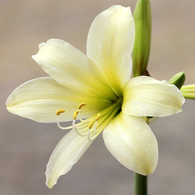 Amaryllis sonatini Marrakech - Hippeastrum de jardin (Floraison)