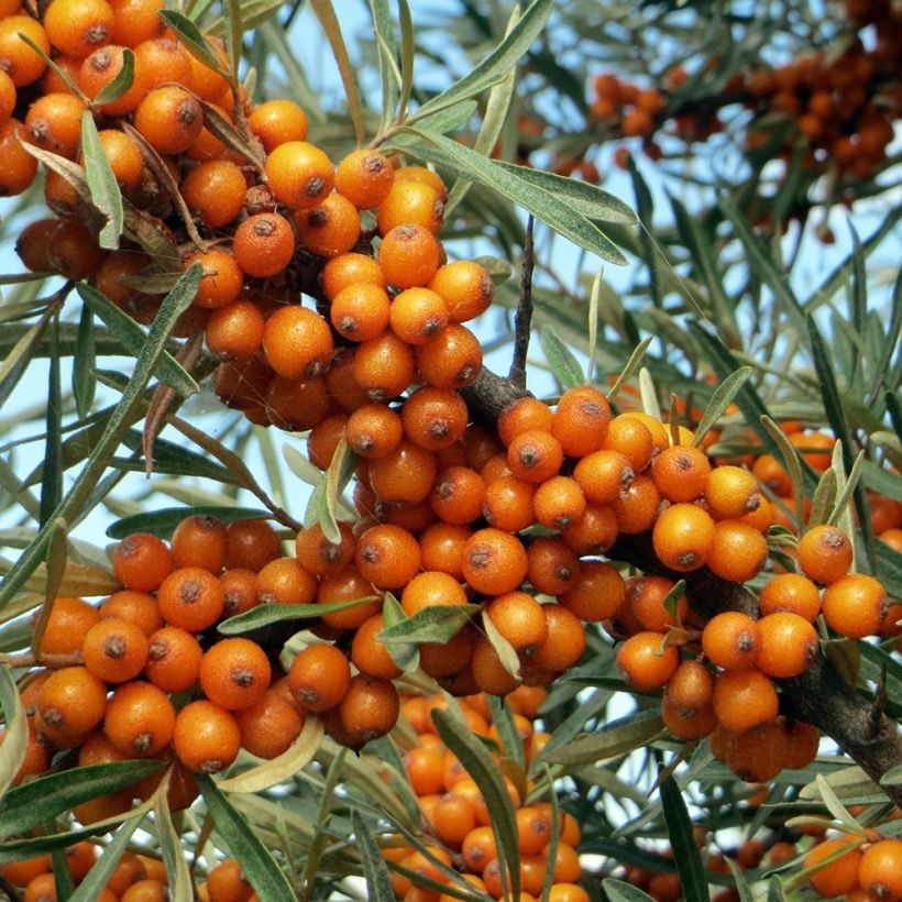 Hippophae rhamnoides - Argousier (Récolte)