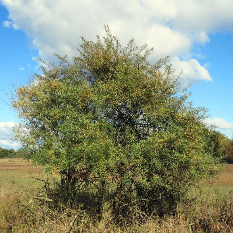 Hippophae rhamnoides - Argousier (Port)