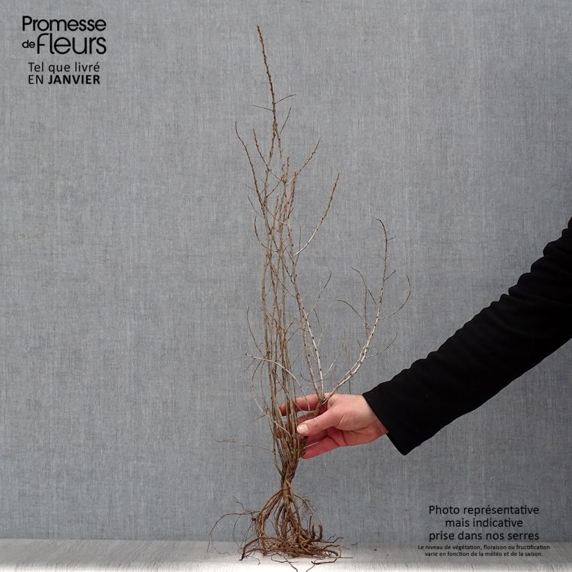 Spécimen de Hippophae rhamnoides - Argousier 40/60 cm en racines nues tel que livré en hiver