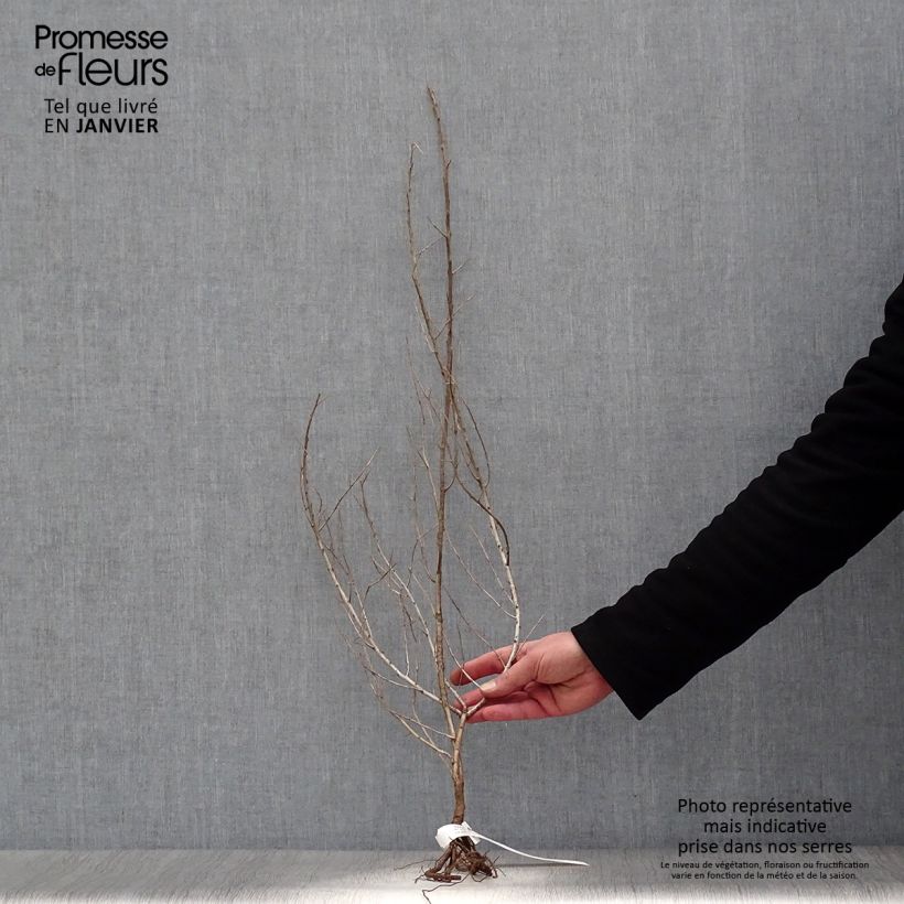 Spécimen de Hippophae rhamnoides - Argousier 40/60cm en racines nues tel que livré en hiver