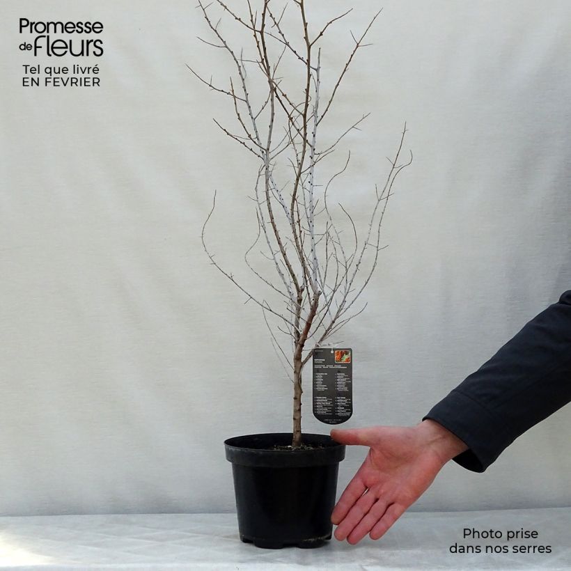 Spécimen de Hippophae rhamnoides - Argousier tel que livré en hiver