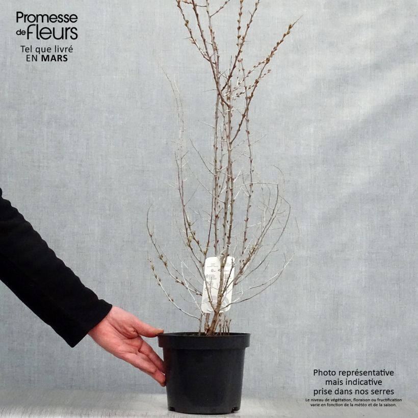 Spécimen de Hippophae rhamnoides - Argousier en pot de 2l/3l tel que livré au printemps
