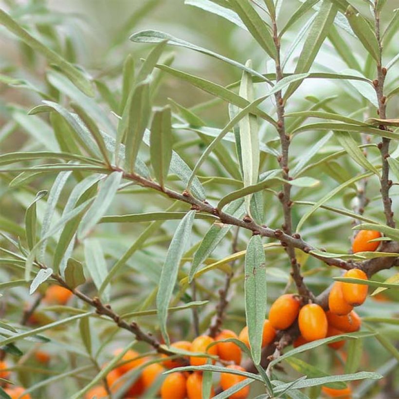 Hippophae rhamnoides Friesdorfer Orange - Argousier (Feuillage)