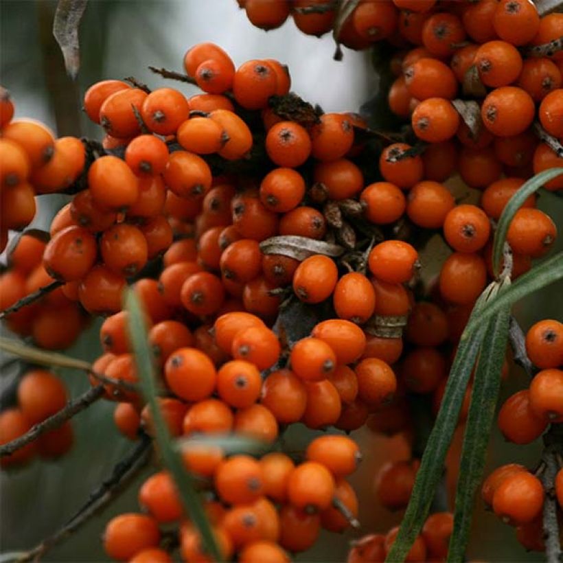 Hippophae rhamnoides Friesdorfer Orange - Argousier (Récolte)