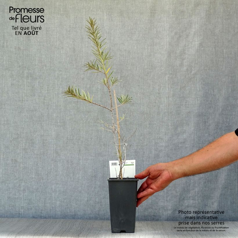 Spécimen de Hippophae rhamnoides Friesdorfer Orange - Argousier Pot de 1,5L/2L tel que livré en été