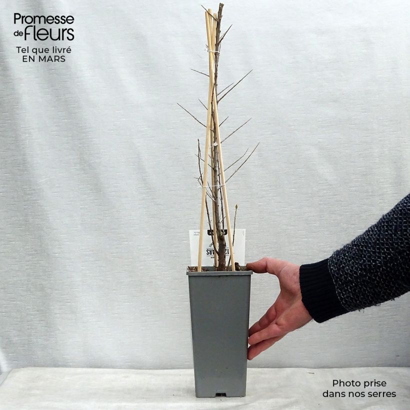 Spécimen de Hippophae rhamnoides Friesdorfer Orange - Argousier Pot de 1.5L/2L tel que livré au printemps