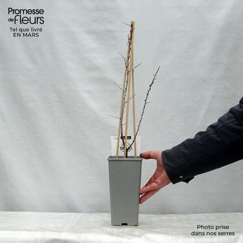 Spécimen de Hippophae rhamnoides Leikora - Argousier femelle Pot de 1,5L/2LHauteur livrée env. 40/50cm tel que livré au printemps