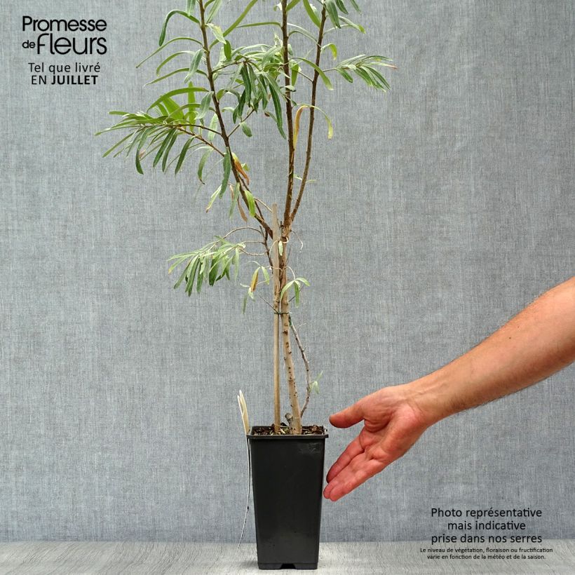 Spécimen de Hippophae rhamnoides Leikora - Argousier femelle Pot de 1,5L/2L tel que livré en été