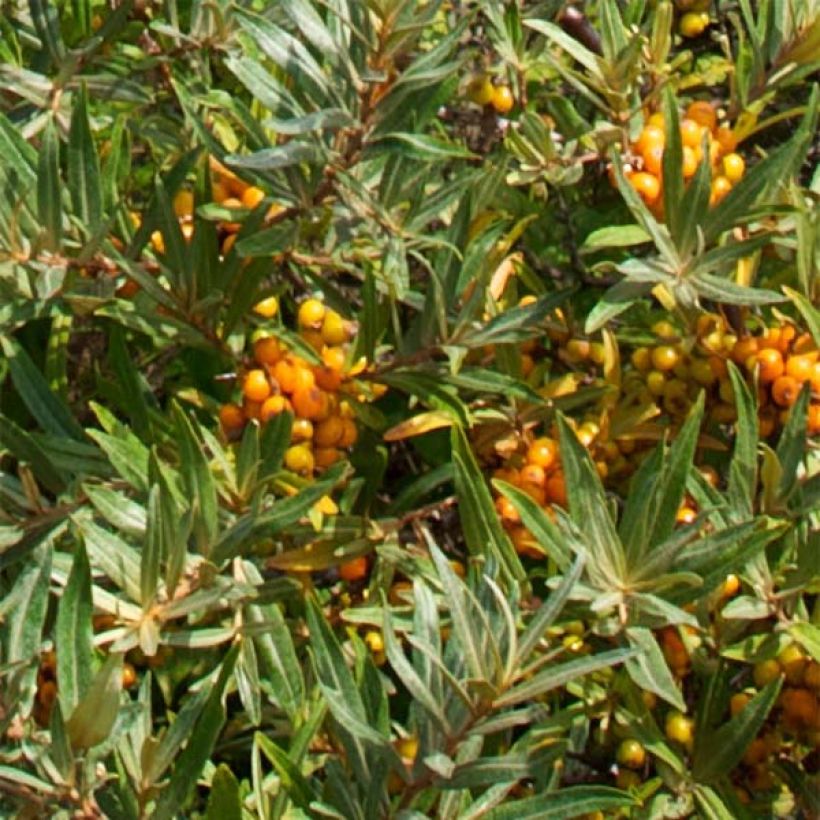 Hippophae rhamnoides Leikora - Argousier femelle (Feuillage)