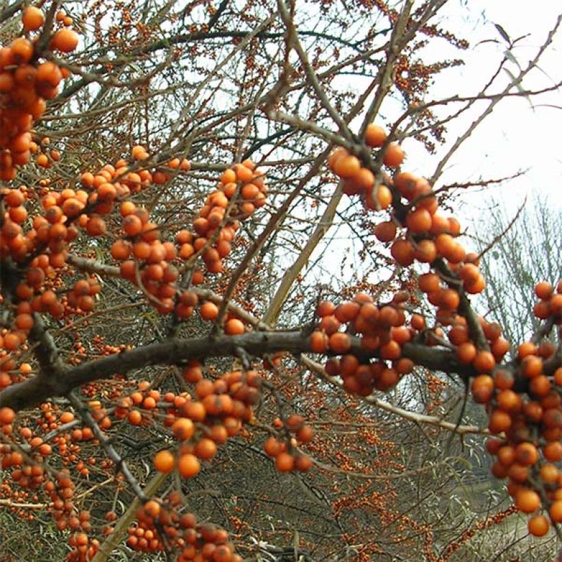 Hippophae rhamnoides Leikora - Argousier femelle (Floraison)