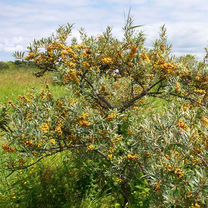 Hippophae rhamnoides Leikora - Argousier femelle (Port)