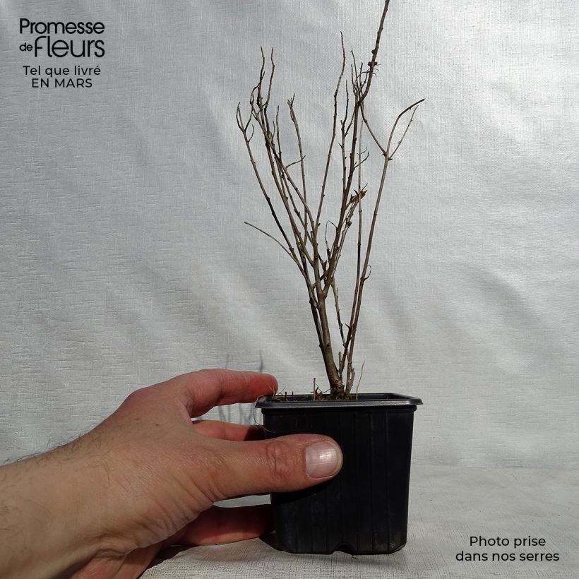 Spécimen de Hippophae rhamnoides Leikora - Argousier femelle Godet de 8/9 cmHauteur livrée env. 10/15cm tel que livré au printemps