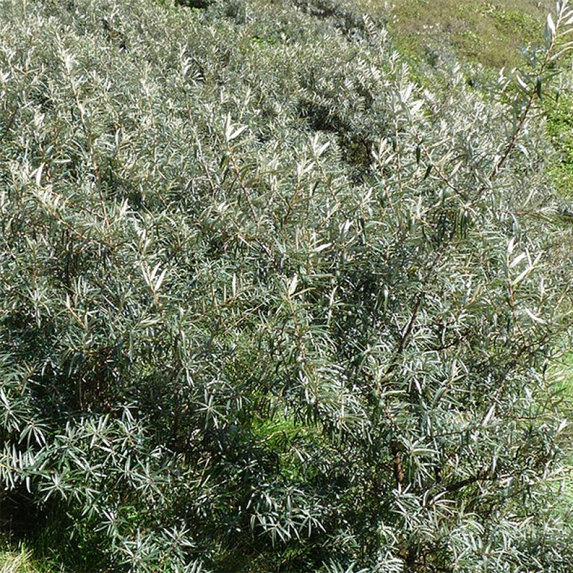 Hippophae rhamnoides Pollmix - Argousier (Feuillage)