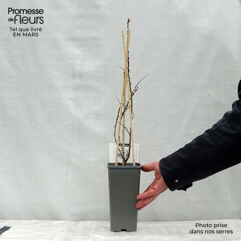 Spécimen de Hippophae rhamnoides Pollmix - Argousier Pot de 1.5L/2L tel que livré au printemps