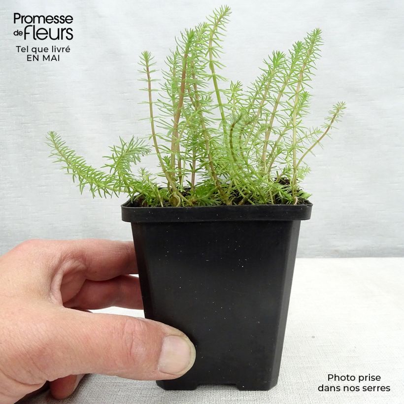 Spécimen de Hippuris vulgaris - Pesse d'eau  Godet de 9cm tel que livré au printemps