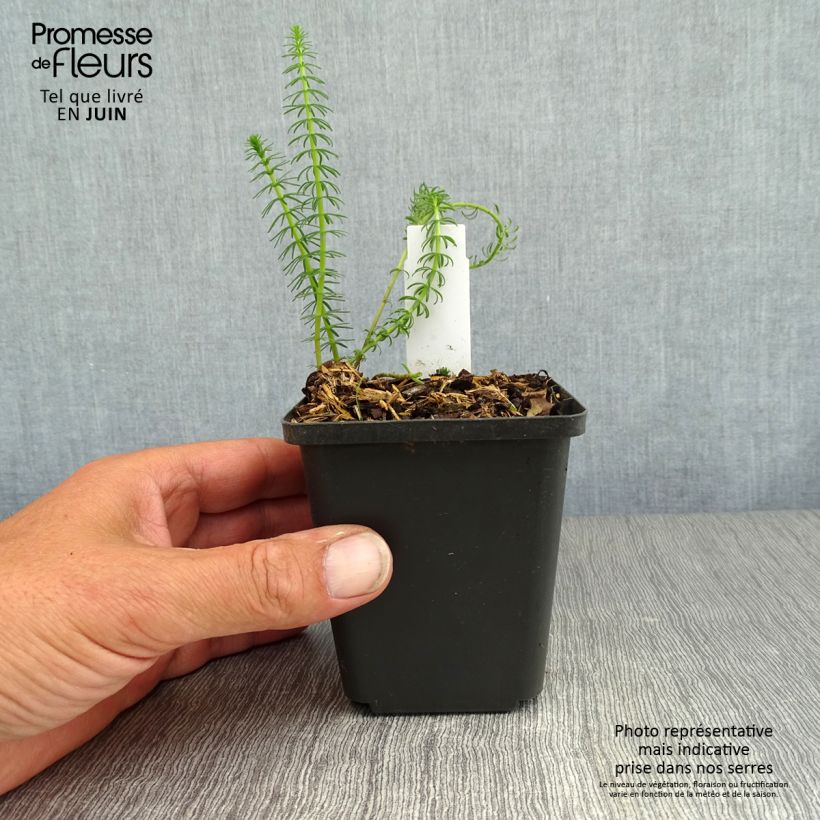 Spécimen de Hippuris vulgaris - Pesse d'eau  Godet de 8/9 cm tel que livré en été