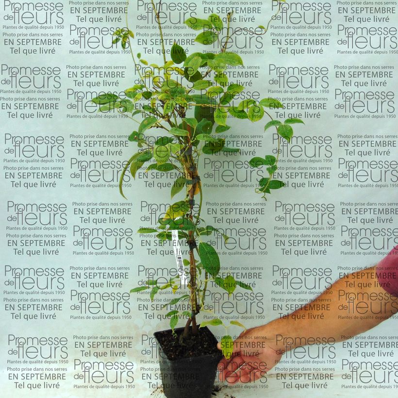 Spécimen de Holboellia coriacea - Vigne bleue de Chine tel que livré en printemps