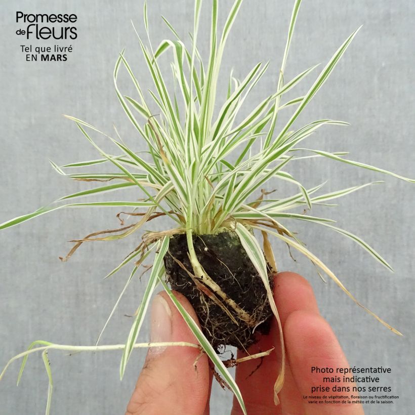 Spécimen de Holcus mollis Albovariegatus en mini motte 4 cm tel que livré au printemps