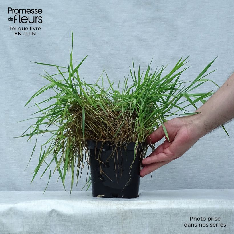 Spécimen de Holcus mollis Albovariegatus Pot de 2L/3L tel que livré en été