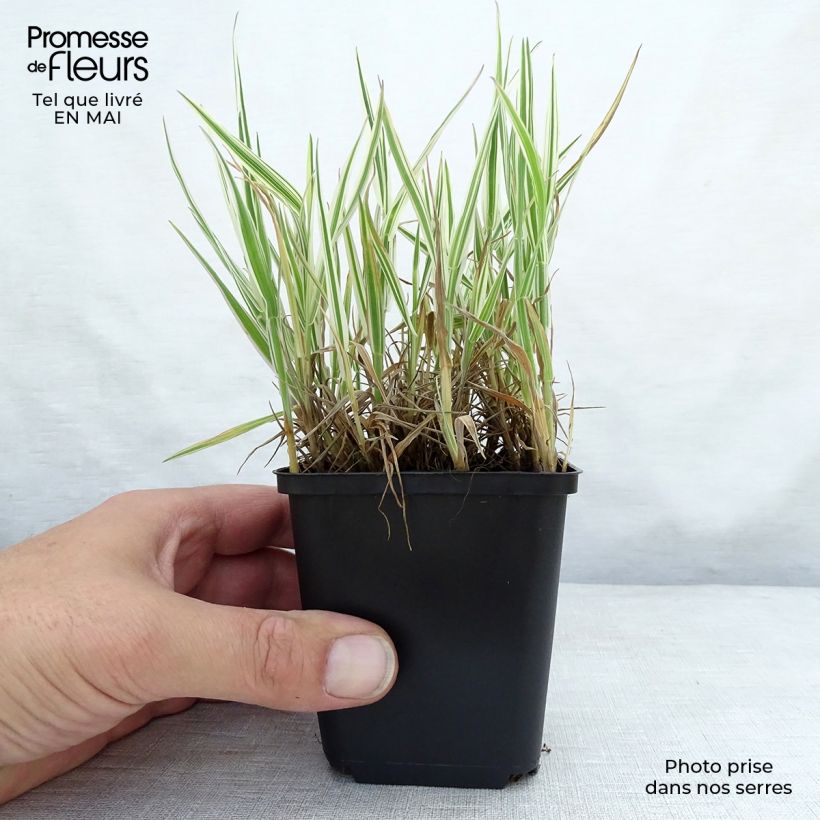 Spécimen de Holcus mollis Albovariegatus en godet de 8/9 cm tel que livré au printemps