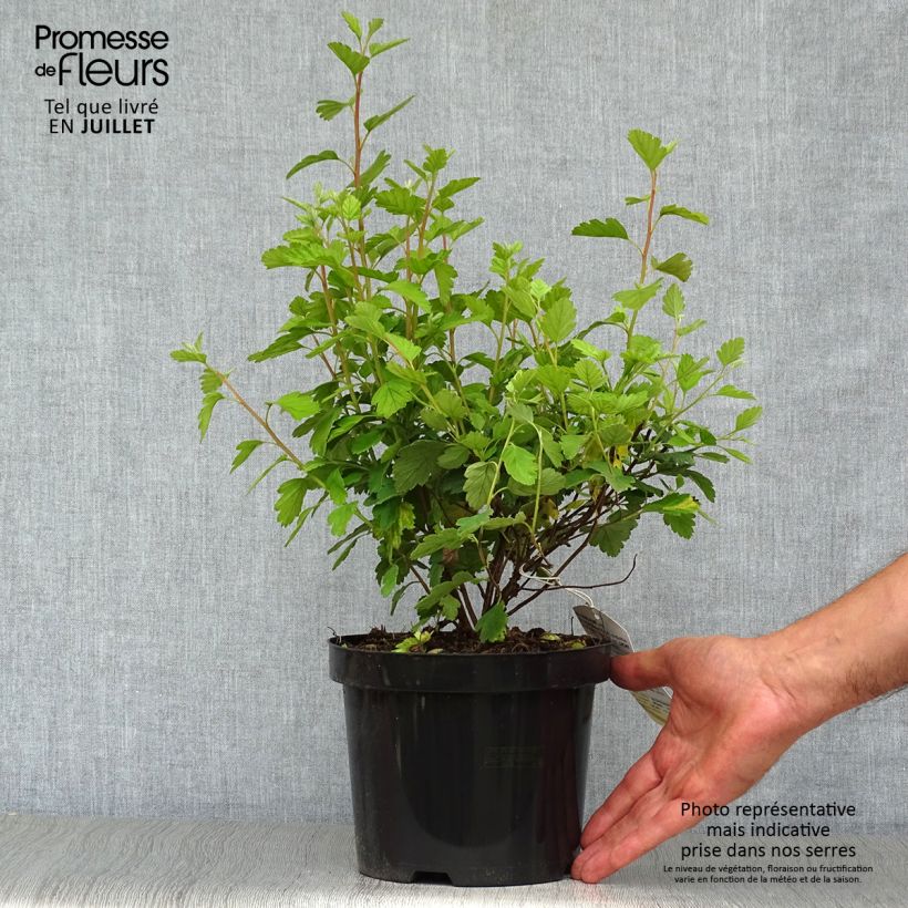 Spécimen de Holodiscus discolor - Holodisque discolore Pot de 3L/4L tel que livré en été