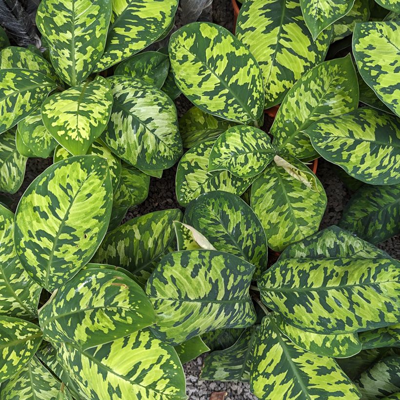 Homalomena Camouflage (Feuillage)