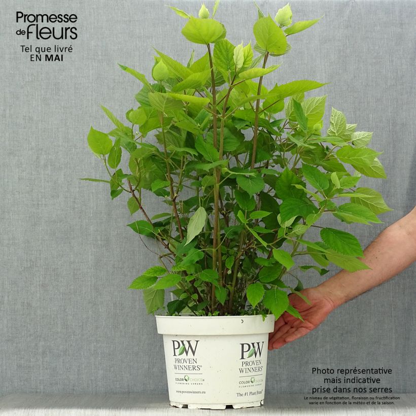 Spécimen de Hortensia arborescens Lime Rickey Pot de 7,5L/10LHauteur livrée env. 60/80cm tel que livré au printemps