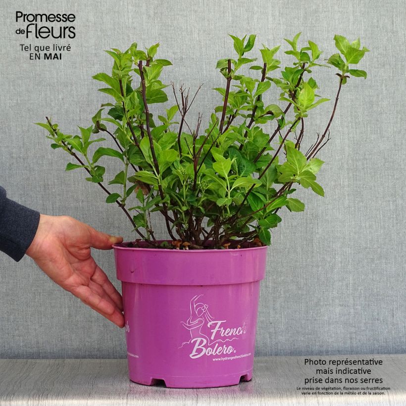 Spécimen de Hortensia - Hydrangea French Bolero en pot de 6L tel que livré au printemps