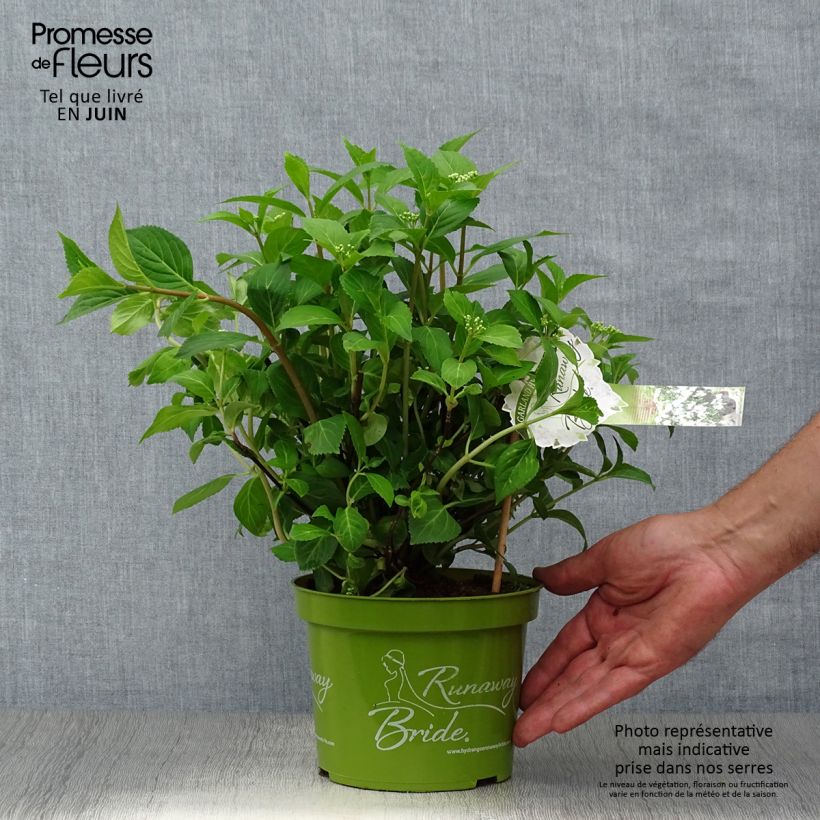 Spécimen de Hortensia - Hydrangea Runaway Bride Pot de 1,5L/2L tel que livré en été