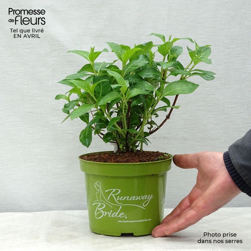 Spécimen de Hortensia - Hydrangea Runaway Bride pot de 1,5/2L tel que livré au printemps
