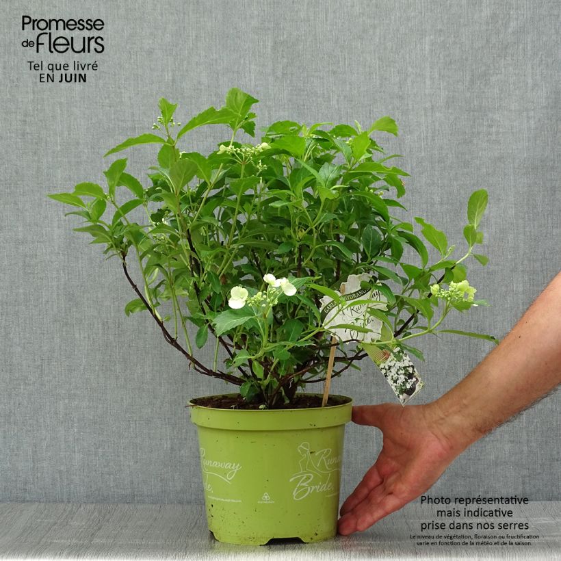 Spécimen de Hortensia - Hydrangea Runaway Bride Pot de 3L/4L tel que livré en été