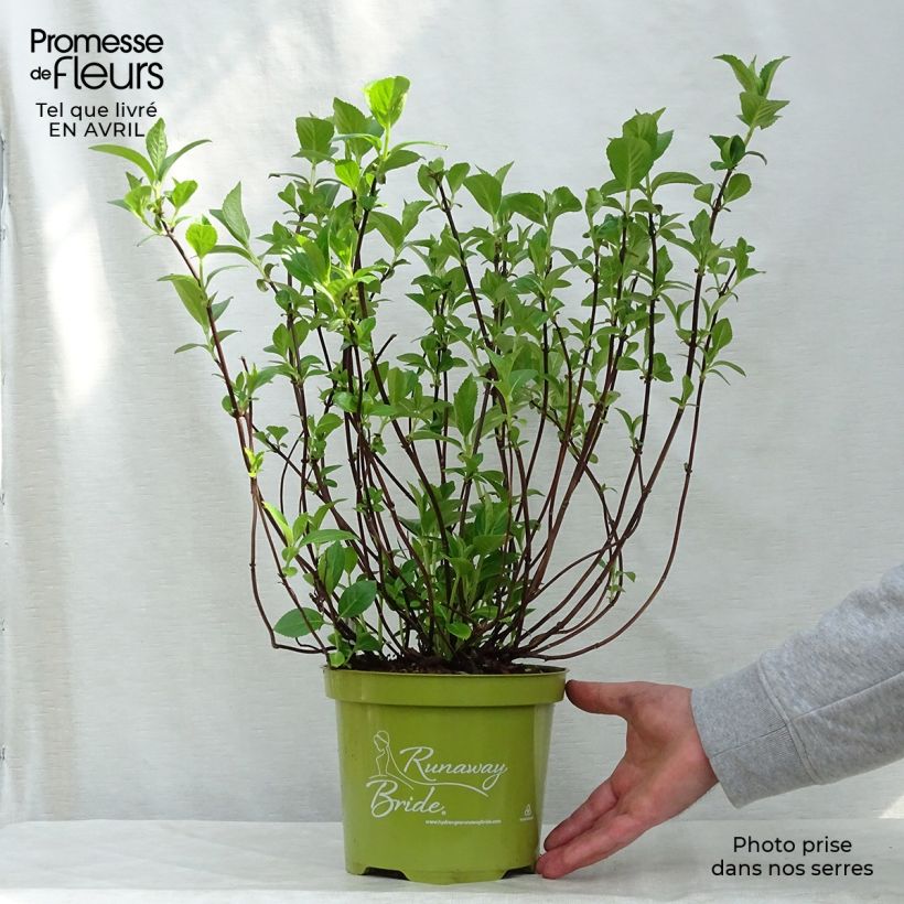 Spécimen de Hortensia - Hydrangea Runaway Bride en pot de 3,5L tel que livré au printemps