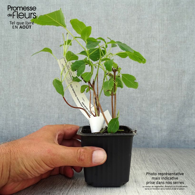 Spécimen de Hortensia arborescens Annabelle Godet de 8/9 cm tel que livré en été
