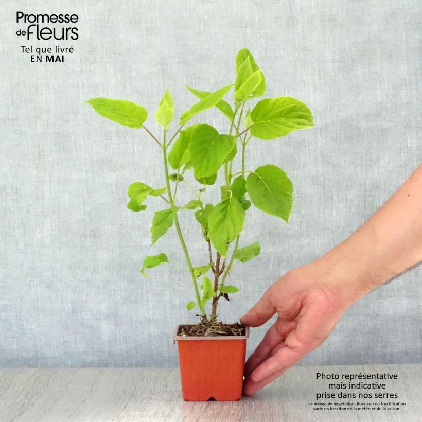Spécimen de Hortensia arborescens Annabelle Godet de 8/9 cmHauteur livrée env. 10/15cm tel que livré au printemps