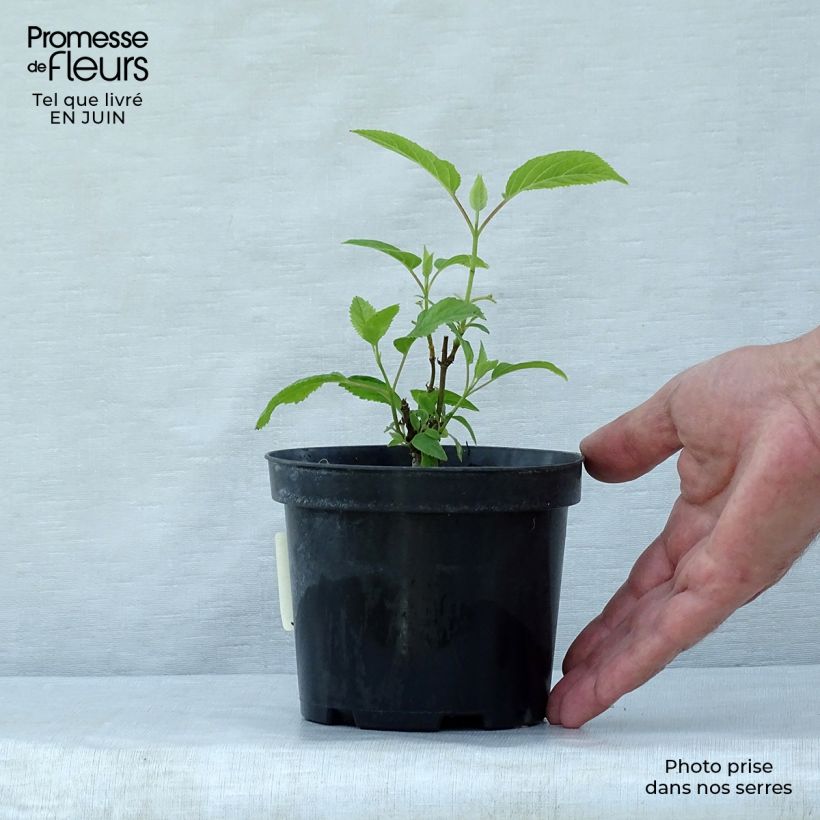Spécimen de Hortensia arborescens Annabelle Pot de 12 cm / 13 cm tel que livré en été