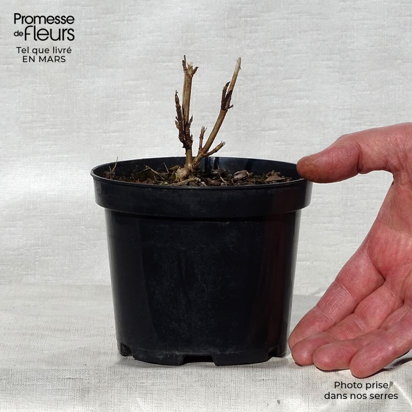 Spécimen de Hortensia arborescens Annabelle Pot de 12 cm / 13 cmHauteur livrée env. 15/20cm tel que livré au printemps