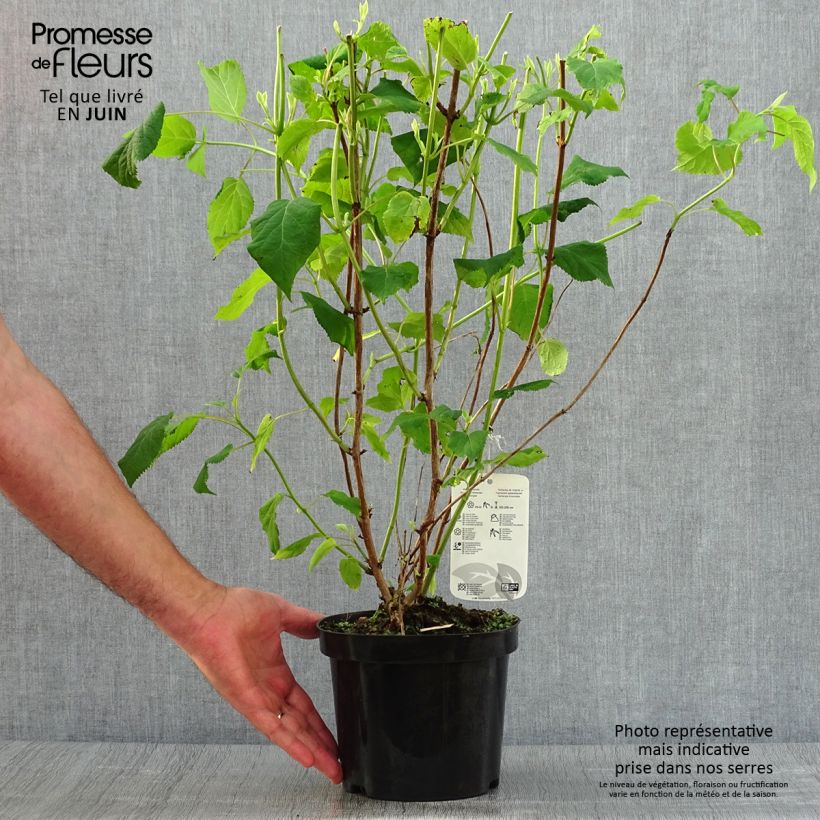 Spécimen de Hortensia arborescens Annabelle Pot de 2L/3L tel que livré en été