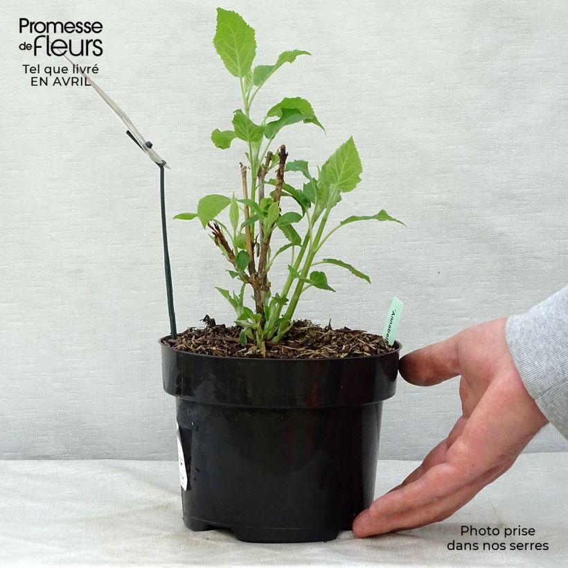 Spécimen de Hortensia arborescens Annabelle Pot de 2L/3LHauteur livrée env. 30/40cm tel que livré au printemps