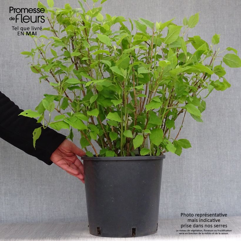 Spécimen de Hortensia arborescens Annabelle Pot de 7,5L/10LHauteur livrée env. 60+cm tel que livré au printemps