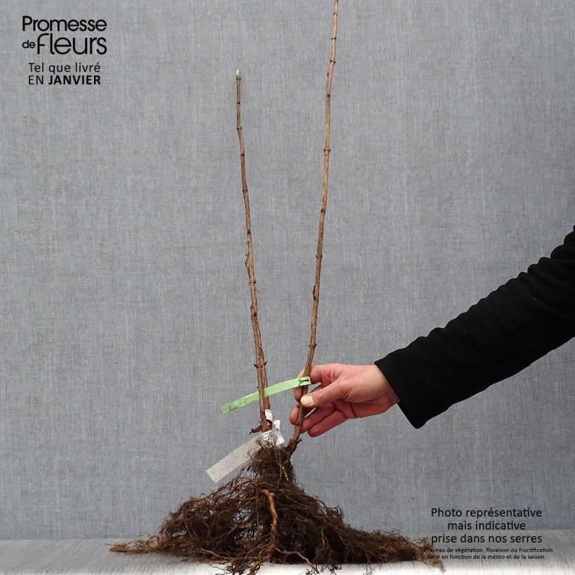 Spécimen de Hortensia arborescens Annabelle Petites Racines nues tel que livré en hiver