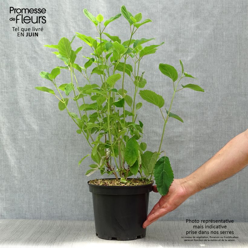 Spécimen de Hortensia arborescens Candybelle® Bubblegum Pot de 3L/4L tel que livré en été