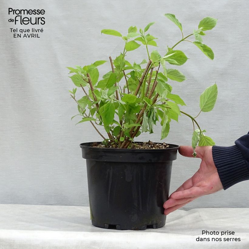 Spécimen de Hortensia arborescens Candybelle® Bubblegum Pot de 3L/4LHauteur livrée env. 30/40cm tel que livré au printemps