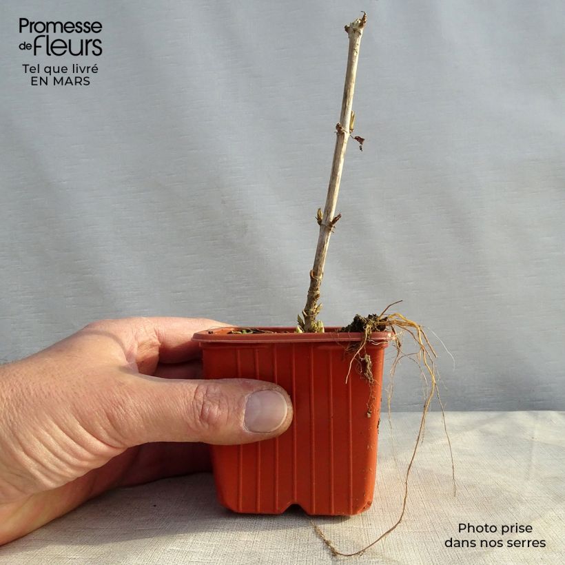 Spécimen de Hortensia arborescens Golden Annabelle Godet de 8/9 cmHauteur livrée env. 10/15cm tel que livré au printemps