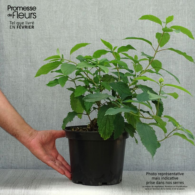 Spécimen de Hortensia arborescens Hayes Starbust Pot de 3L/4LHauteur livrée env. 40/50cm tel que livré en automne